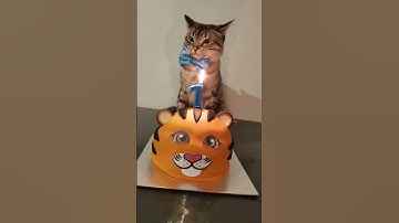 Thumbnail of People Meow a Hilarious Birthday Song for Cat! #Cats #Shorts