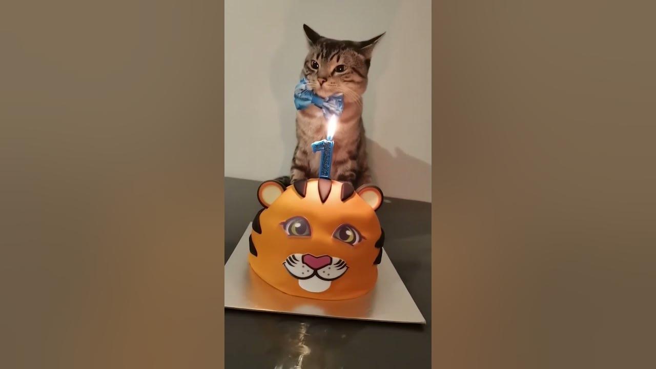 People Meow a Hilarious Birthday Song for Cat! #Cats #Shorts
