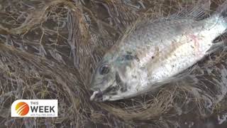 Invasive Invaders 🫢– Blackchin Tilapia’s Lessons for Ugandan Aquaculture & Nutrition