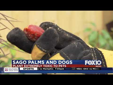 Video: Zastrupitev S Palmami Pri Psih - Strupene Rastline Za Pse - Sago Palms And Dogs