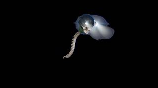 Vertebasher