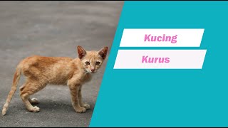 kucing kurus by cat story 8,884 views 4 years ago 4 minutes, 56 seconds