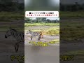 眠るシマウマを襲った悲劇！ その後、ライオンにも異変が…！？ #シマウマ #ライオン #ブラックマンバ #野生動物 #自然界