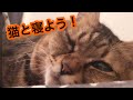 【ねこ】飼い主より眠りが深い猫