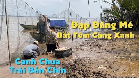 Đạp Đăng Mé Bắt Tôm Càng Xanh Về Kho Tàu Và Cá Đối Nấu Canh Chua Bần Ngon Quá | Cldv #907