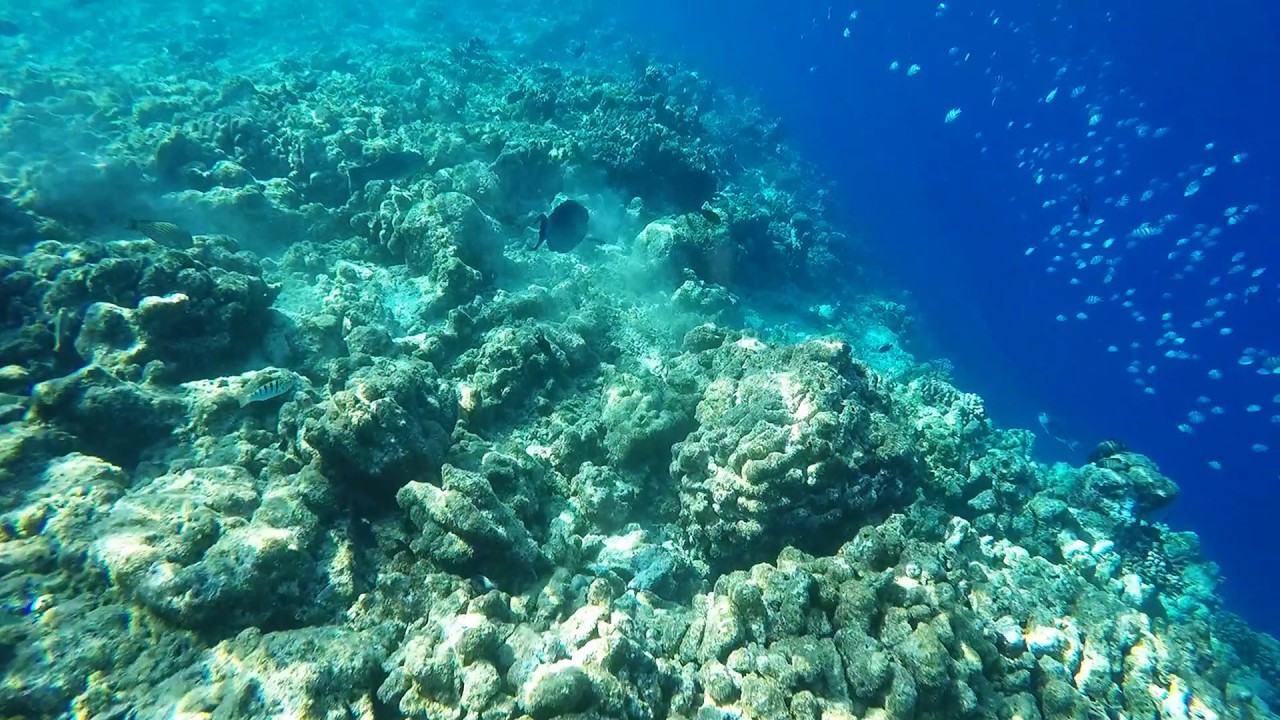Snorkelling At Finolhu Baa Atoll Maldives Youtube