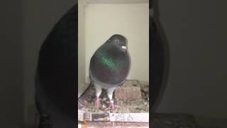 IMG 3591