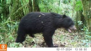 Brillebjørn /Spectacled bear marts/March 2024