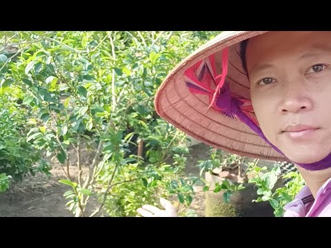 Video Làm Thế Nào Để Cây Hàm Tiếu | Cây Lan Tiêu Ra Nhiều Hoa - youtube