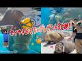 《鳥羽水族館》セイウチおもちゃプレゼントまとめ!