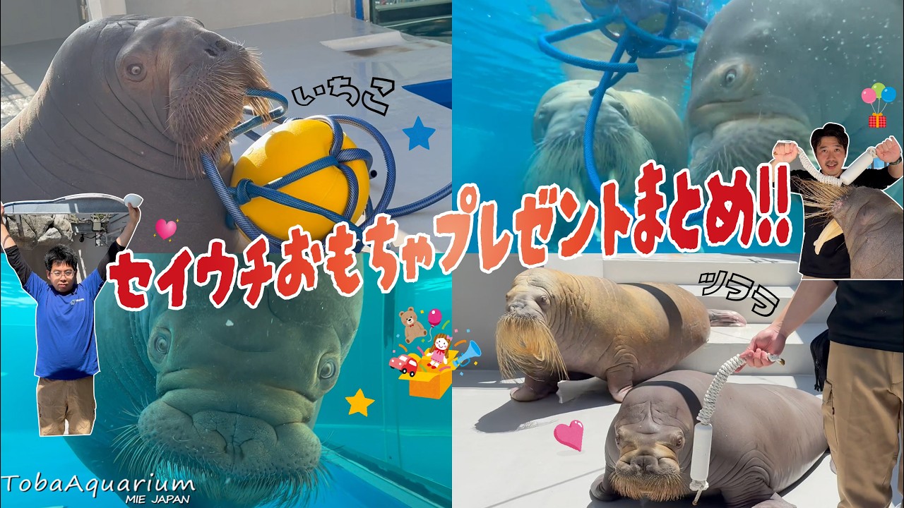 《鳥羽水族館》セイウチおもちゃプレゼントまとめ!