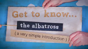 Get to know … the albatross!