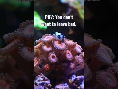 You know that Feeling… #fish