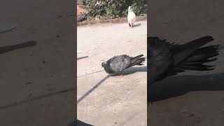 On R Et Arandekabdete