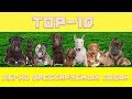 ТОП 10 ЛЕГКО ДРЕССИРУЕМЫХ СОБАК