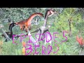 The Extinction Moors Episode 5- we doin birds now (Jurassic world evolution 3)