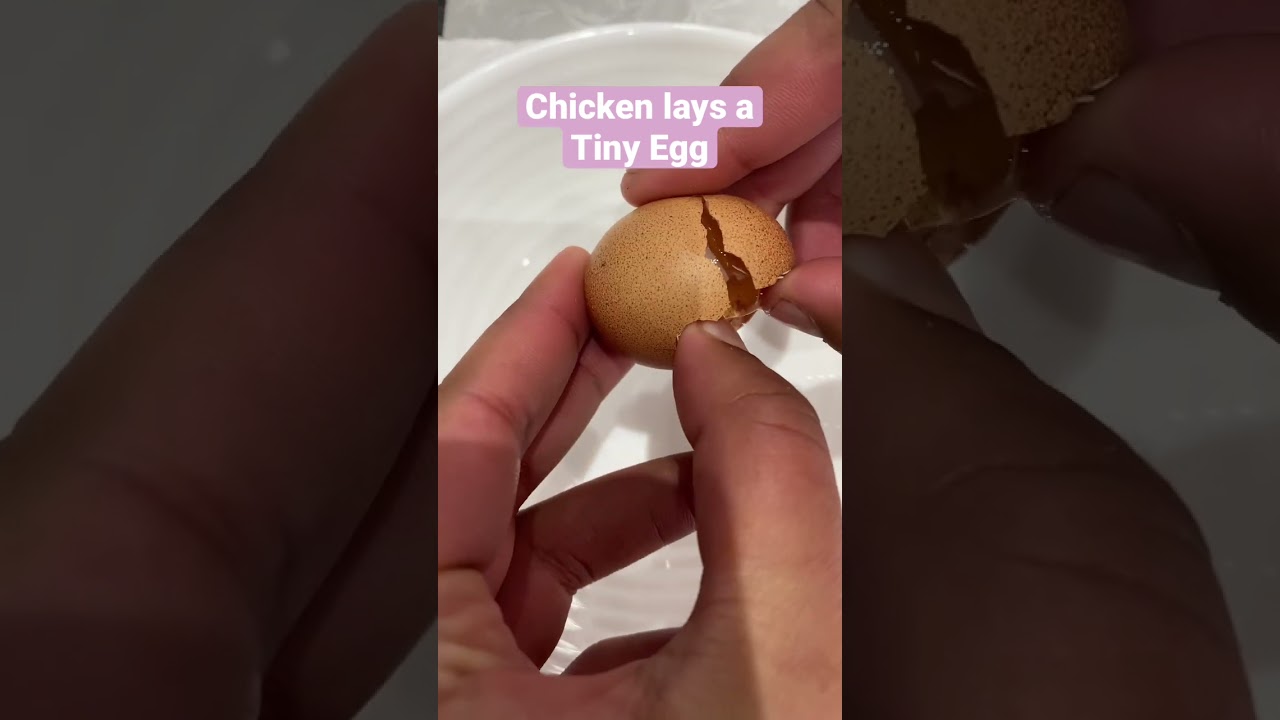 Chicken lays a Tiny Egg | Fairy Egg | 3cm Egg 