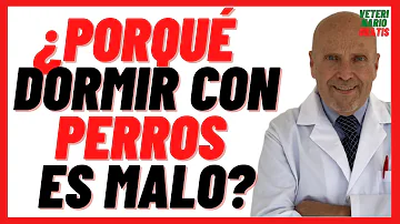 ¿Saben los perros cuándo es hora de irse a la cama?