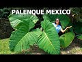 JOURNEY TO PALENQUE 🇲🇽 MEXICO'S BEST MAYAN RUINS? (TRAVEL CHIAPAS)