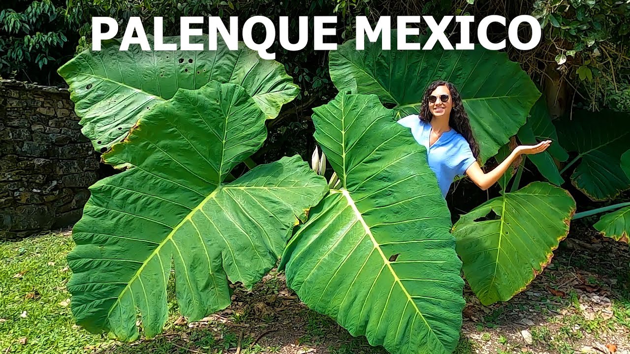 JOURNEY TO PALENQUE 🇲🇽 MEXICO'S BEST MAYAN RUINS? (TRAVEL CHIAPAS)