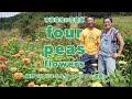 有機栽培の花農家 fourpeasflowers 〜藤野ではじまるスローフラワー運動〜