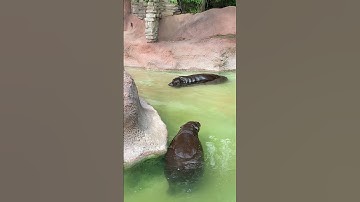 Pygmy Hippos Having a Swim at the Gladys Porter Zoo in Brownsville, Texas