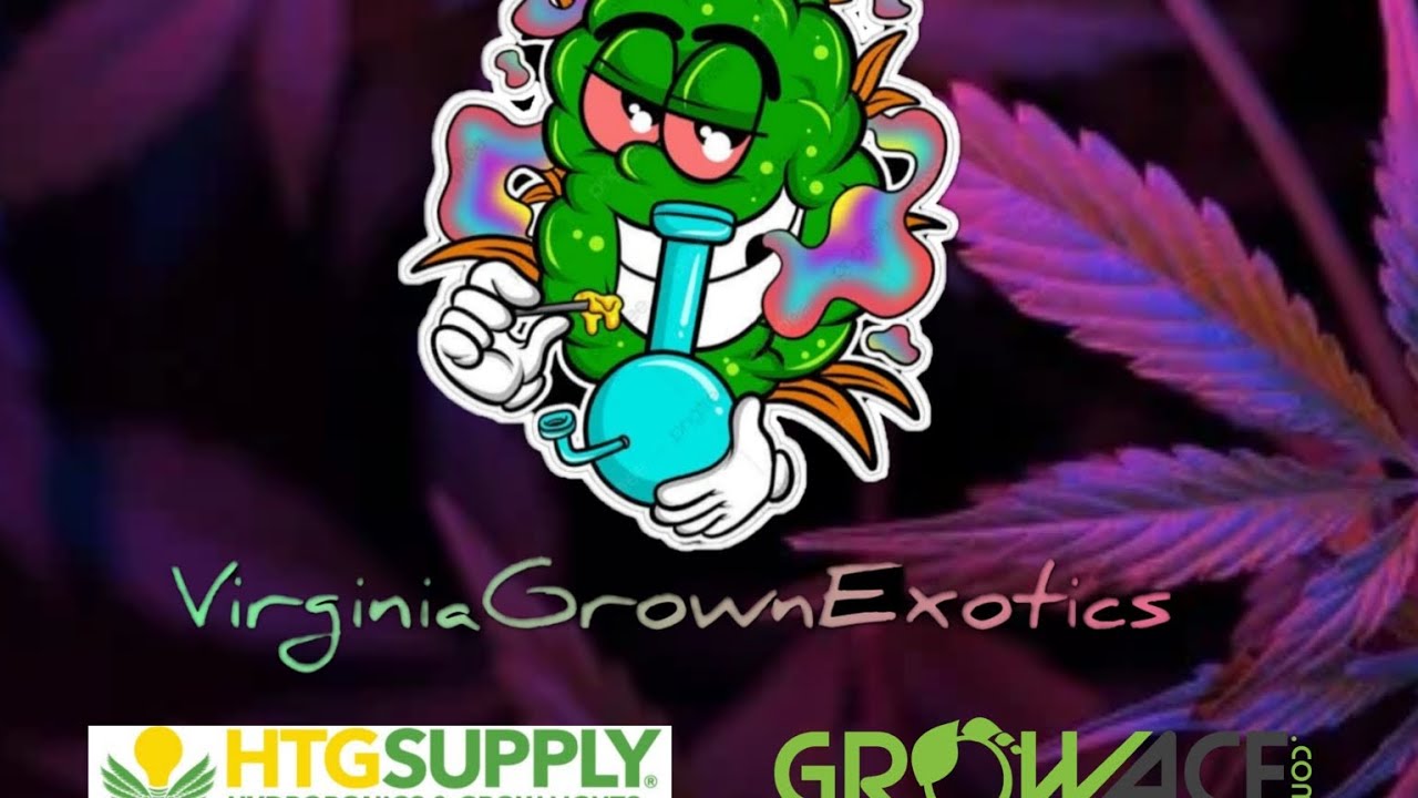 4 Autoflowers in the  AirCube System From GROWACE and their under the AgroMax 2200 From HTGSUPPLY