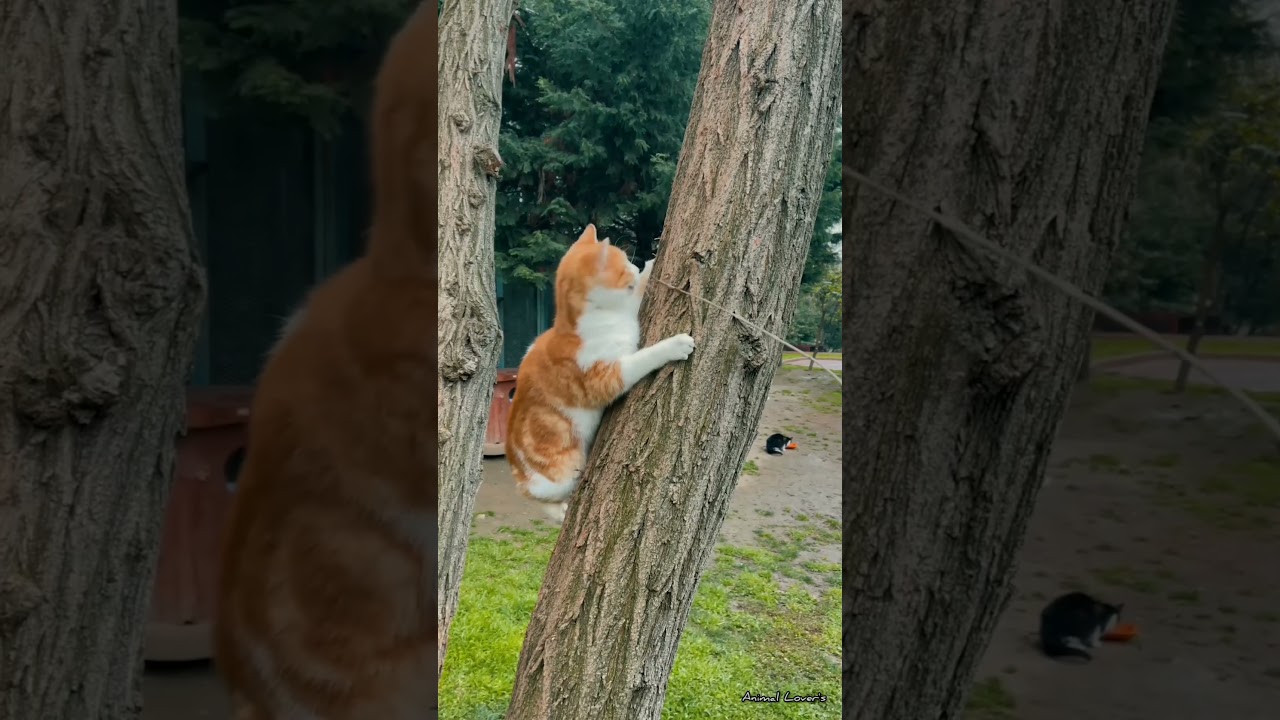 Ninja cat climbs a very big tree🎄🌴