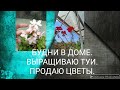 РАБОТЫ В ДОМЕ. ПЕРЕСАДКА ТУЙ. ФОРМИРУЮ КАШПО.