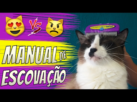 Vídeo: Como Escovar Seu Gato Se Ele Resistir