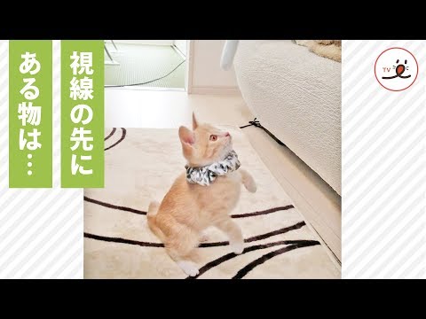 吸い寄せられるように、猫じゃらしに向かっていくニャンコたち😻✨ その様子が…💕【PECO TV】