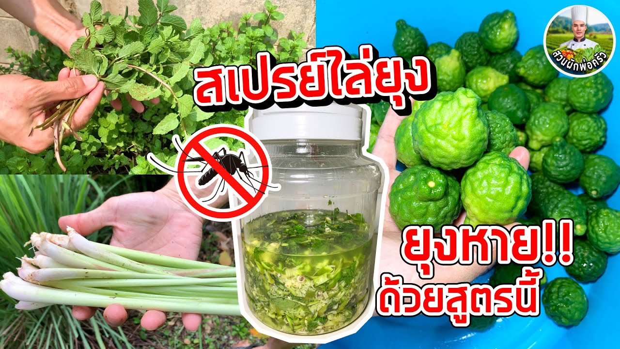 สูตรสเปรย์สมุนไพรไล่ยุงที่ใช้ได้ผลจริง | สวนผักพ่อครัว