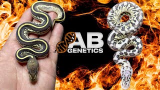 Insane OD Leopard Blackhead Clown Clutch And Crazy Cryptons!!