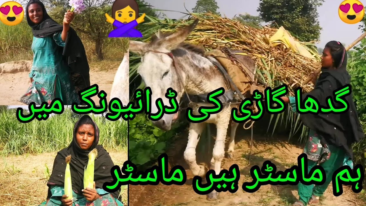 گدھا گاڑی کی ڈرائیونگ میں ہم ماسٹر ہیں ماسٹر🤔