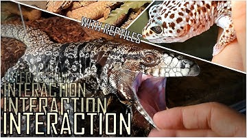 Handling AGGRESSIVE TEGU, BIG SAVANNAH MONITORS, Cute Ackies, Skinks and Geckos | Interacting