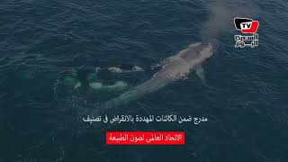 الحوت الأزرق يظهر لأول مرة فى البحر الأحمر