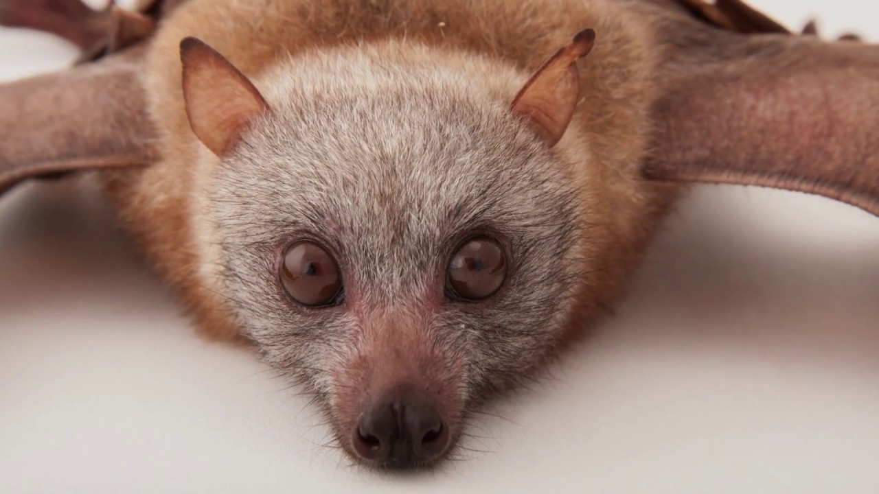Rare Extrait Les Chauve Souris En Repas Youtube