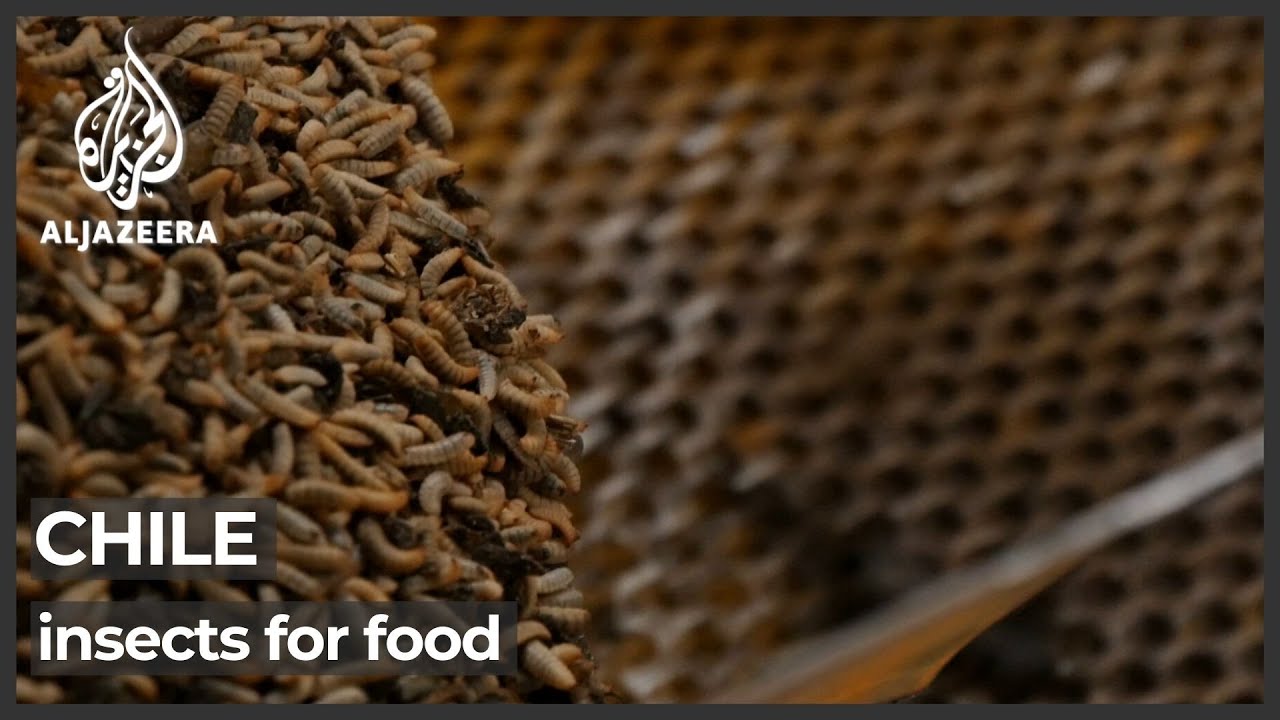 Flies: An environmental food source in Chile?