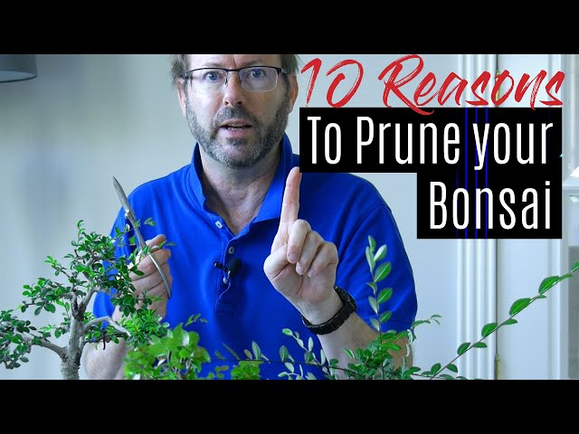 Bonsai Care - How to prune your Bonsai tree  |  Part 1 class=