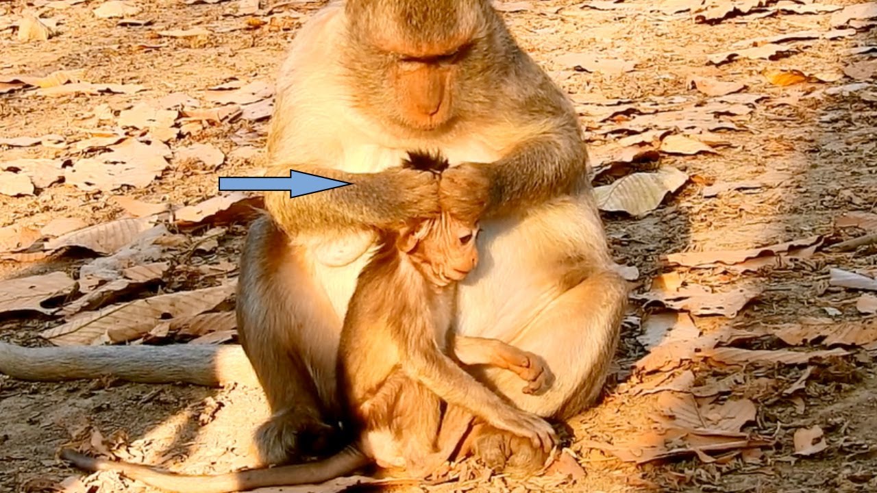 Oop! Baby Jayden Feel Hurt & angry, cry Because Mom Jade Not Feed Milk,Finally, Get It