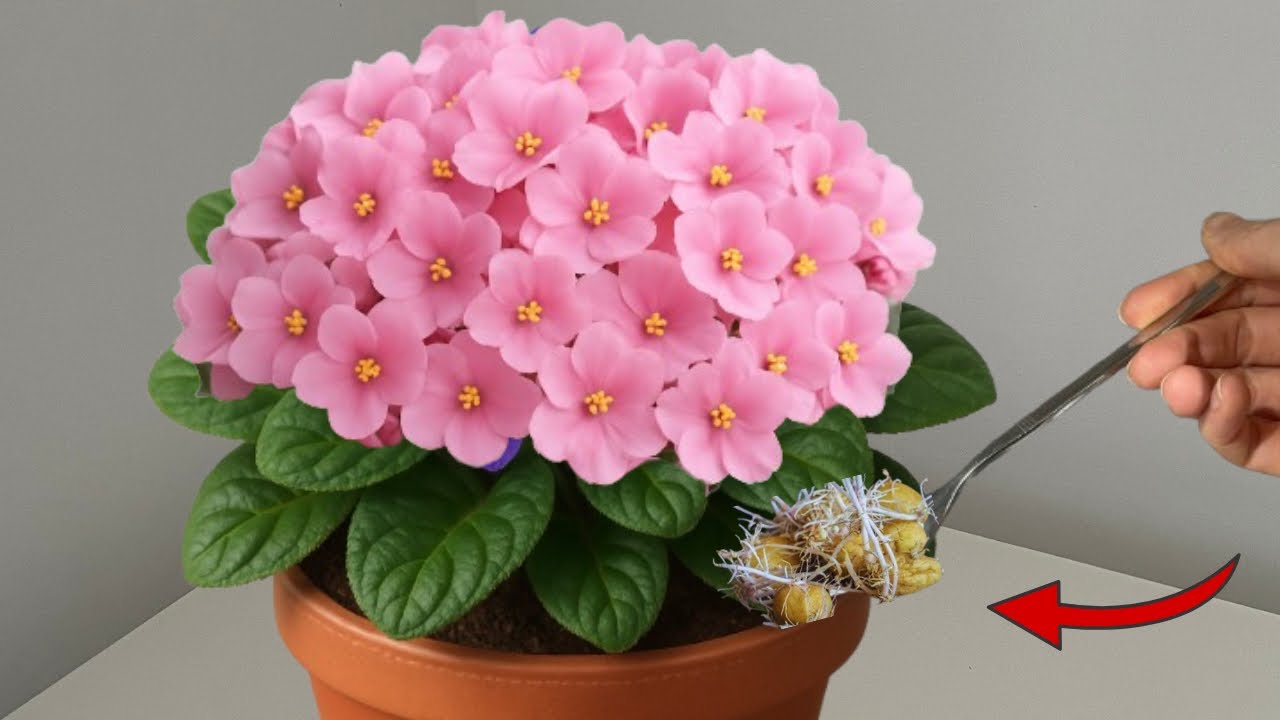 Посадите один под горшок летом! Фиалка будет цвести бесконечно