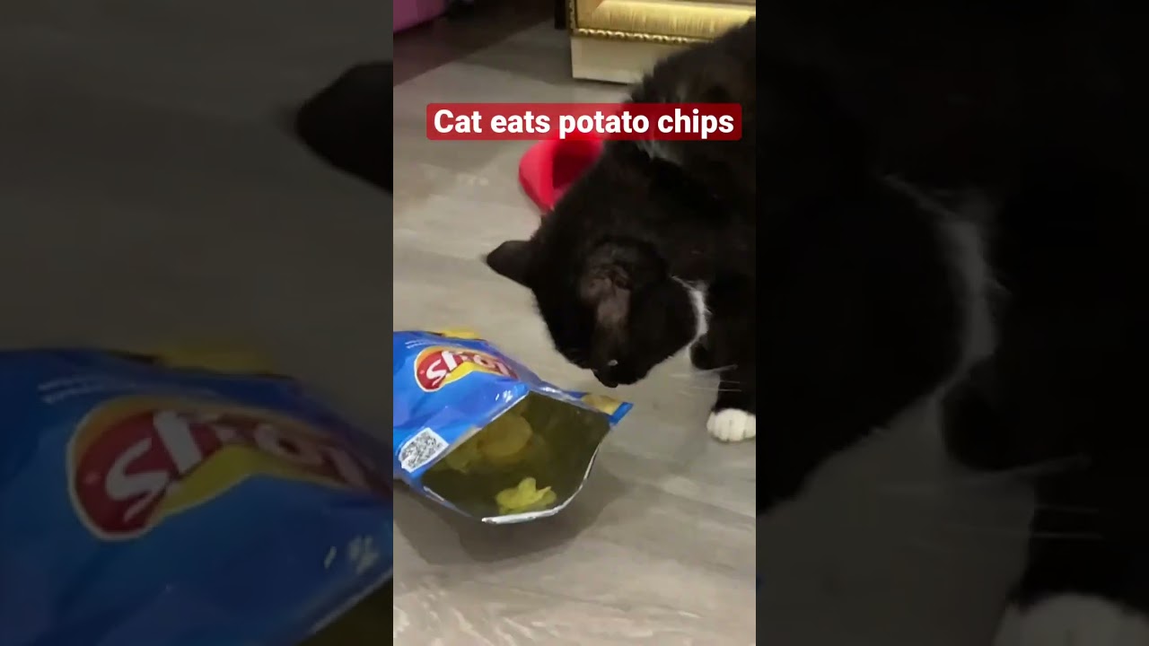 Do cats eats potatoes chips?