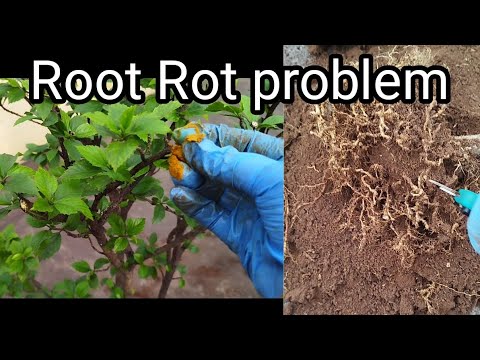 How to Solve Root Rot in Plants: Step-by-Step Solutions - YouTube
