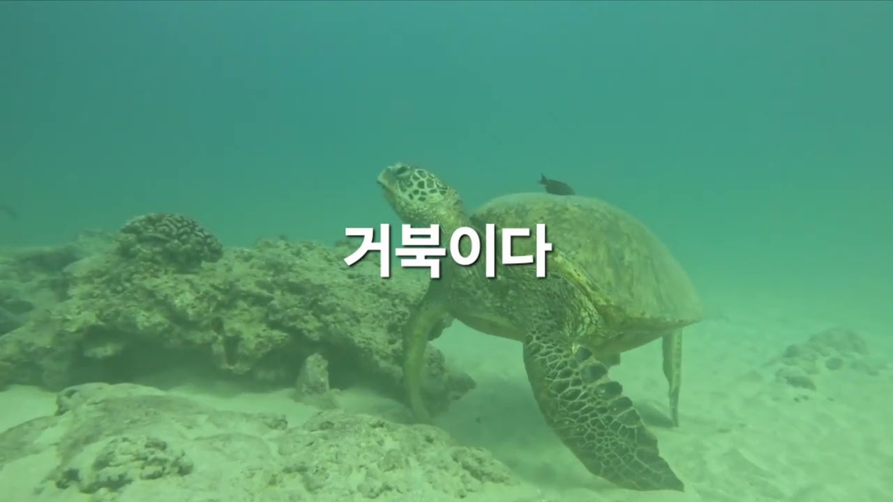 #하와이 #스노쿨링 #거북이 #와이키키 #hawaii #Waikiki #snorkeling #진 (26년03월01일)