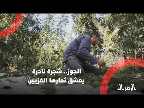 شاهد عين الجمل شجرة نادرة يعشق ثمارها الغزيين إنتاج الرسالة