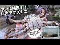 ついに川に潜む巨大モクズガニを捕獲したど～！