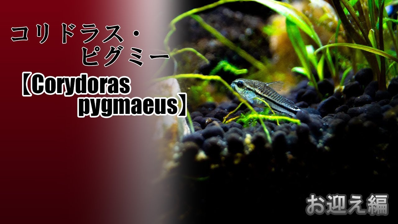 世界最小 超ちっちゃいコリドラスをお迎え コリドラス ピグミー コリドラス水槽 ４ Corydoras Pygmaeus Youtube
