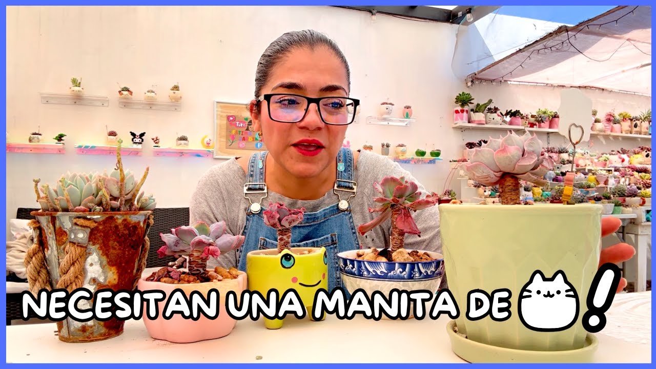 MANTENIMIENTO A SUCULENTAS | PODAS Y TRASPLANTES NECEARIOS | AYUDANDO SUCULENTAS
