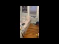 114-116 Thornton St, Boston MA 02119
