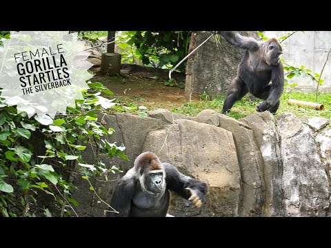 Something About Gorillas ゴリラっぱTV - YouTube
